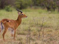 Antilope Kob