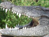 Crocodile Au Bord Du Fleuve