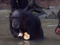 Chimpanzes2
