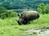 Un Rhinoceros