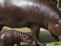 Hippopotame Amphibie