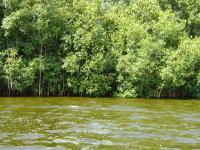 Mangrove Du Parc