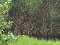 Vegetation De Sesuvium Porulacastrum Juxtaposee A La Vegetation De Mangrove