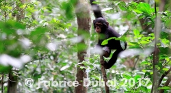 Chimpanzés intelligents