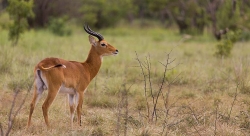 Antilope mâle Kob (Cobe Defassa)