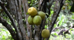 La forêt des citronniers de Samory Touré
